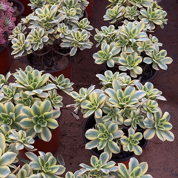 星爆法师9.9多肉植物