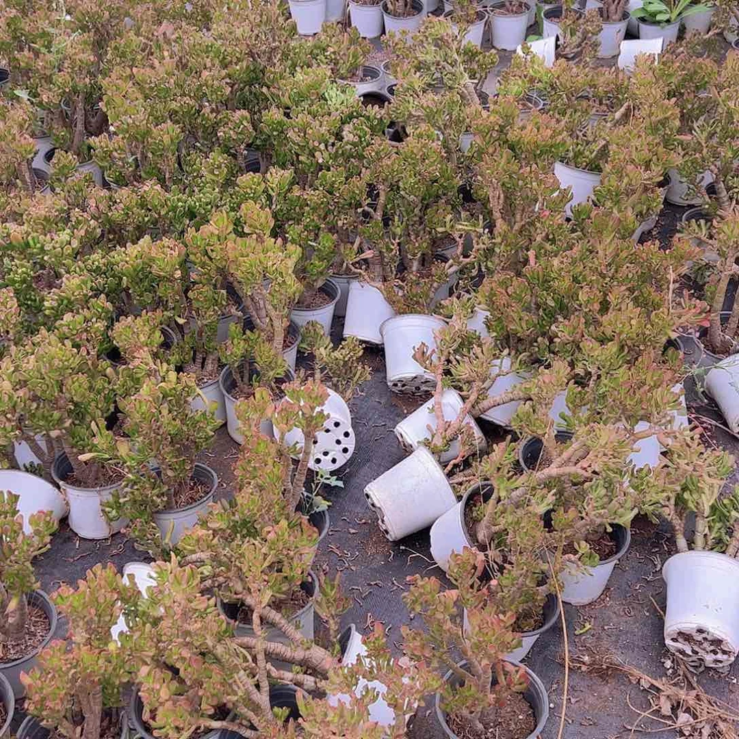 老桩高桩吸财树两盆