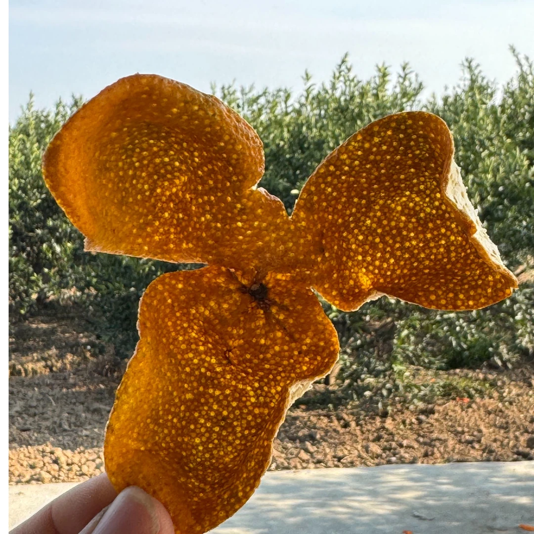 正宗新会东甲圈枝大红皮自家农户直供  6年树龄