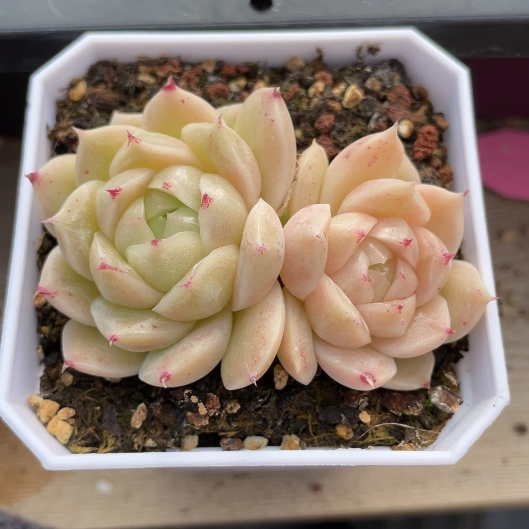Z优选麦杆多肉福利1267