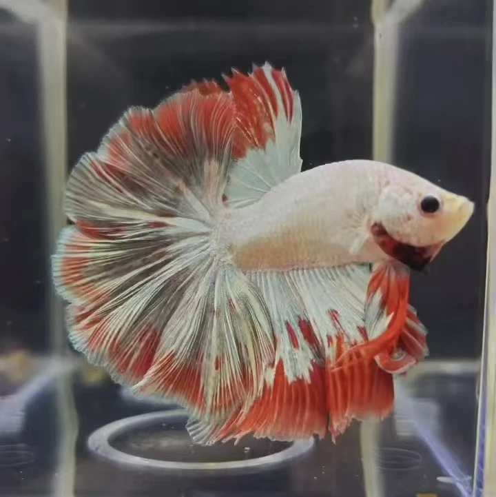 S1（编号1-50）泰国斗鱼活体热带观赏鱼小鱼