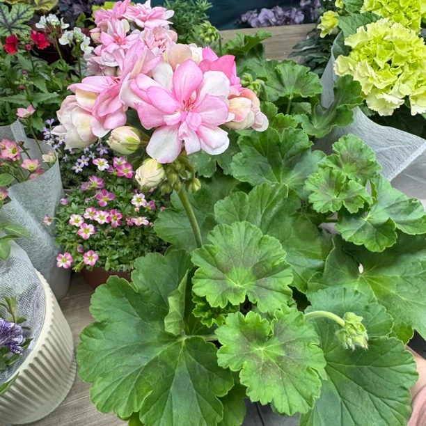 天竺葵花样年华13公分