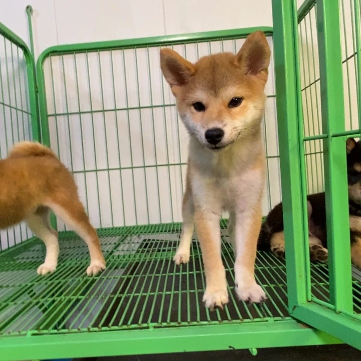 柴犬小母狗好好看