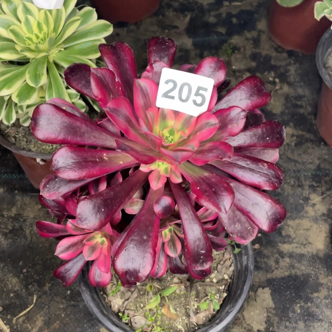 205号美杜莎小手捧花