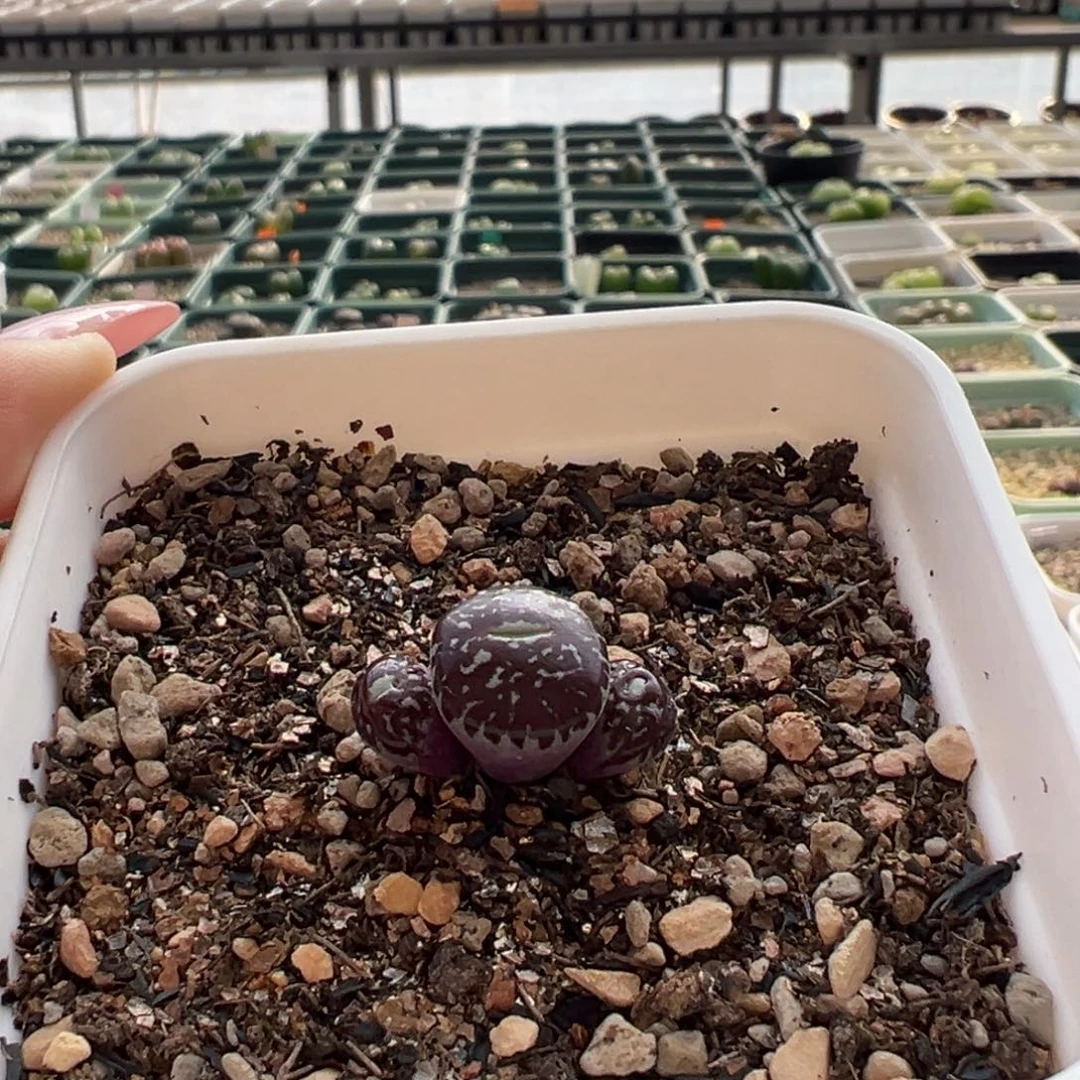 空气刘海流水墨多肉