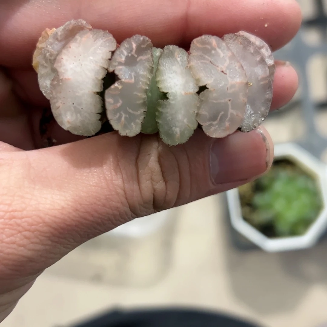 红红火火恍恍惚惚