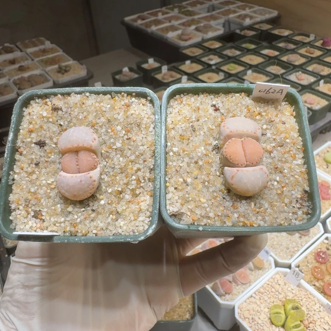 煮**茶0307-60生石花花花