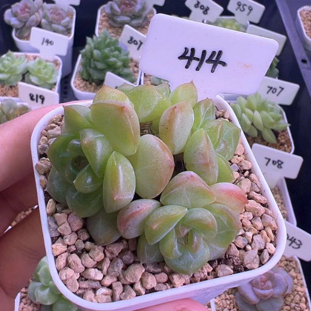414号琴心4头 晗雨