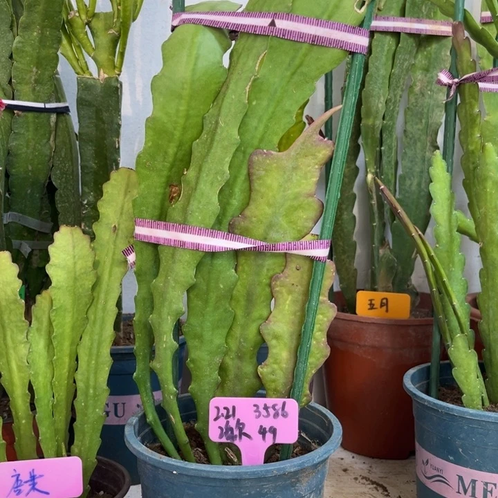 当前无花栽培后可以开花海****)两色