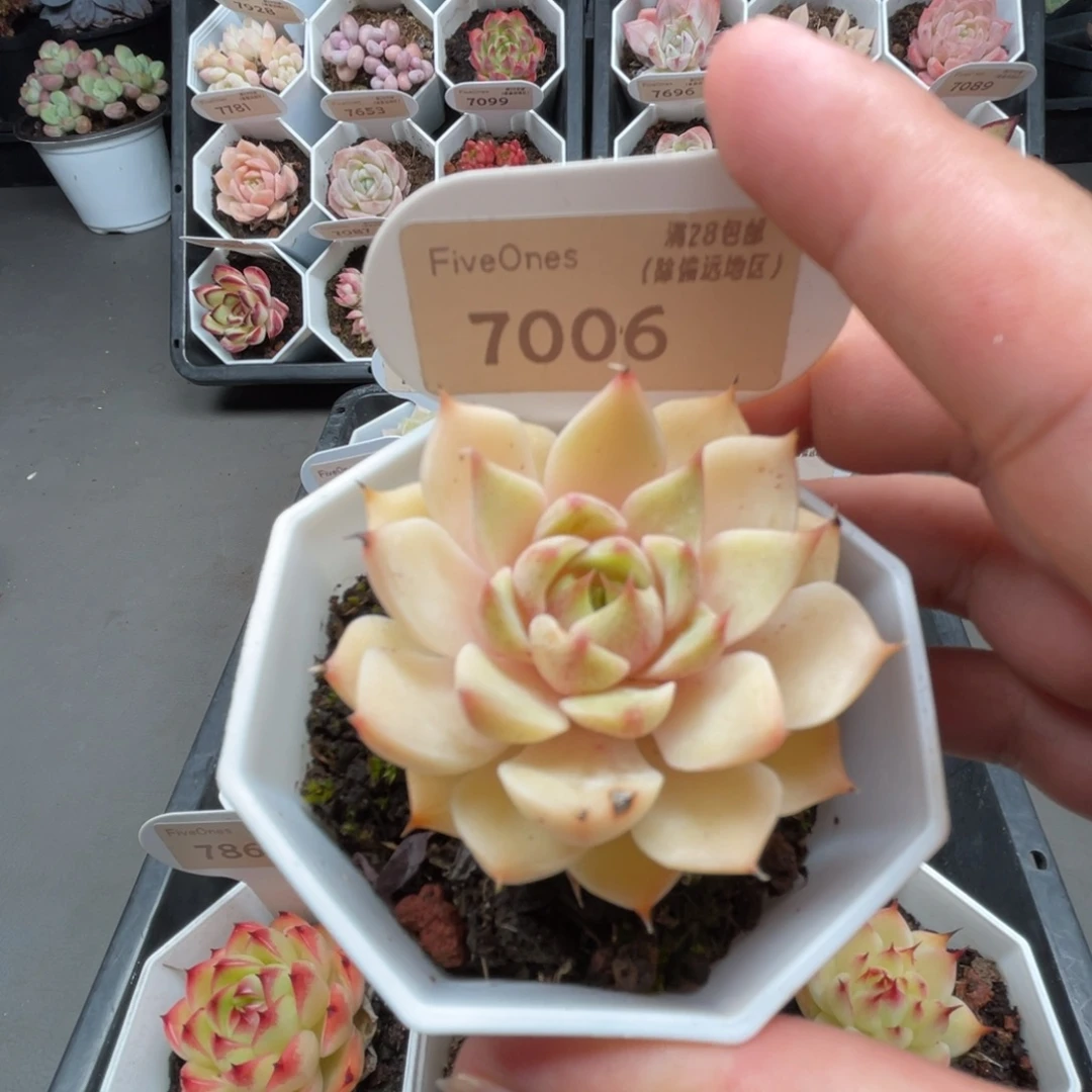 7006苯巴蒂斯4.5厘米