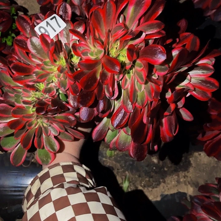 917美杜莎多肉植物处理不售后缀化