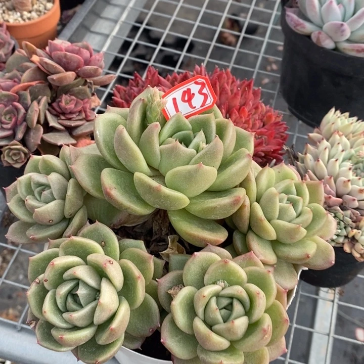 秀*一物一拍白玫瑰多肉143