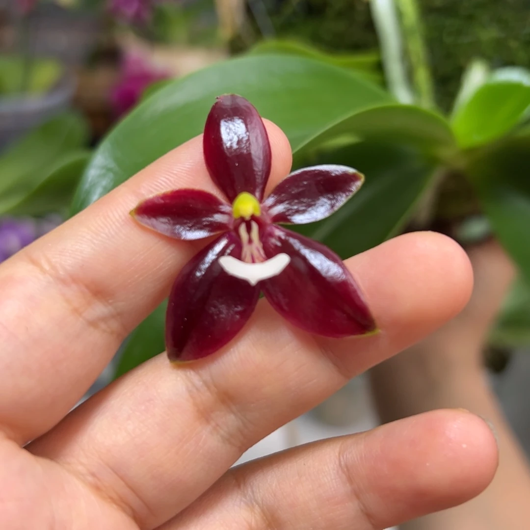 无花朵红鹿角苗2.5寸