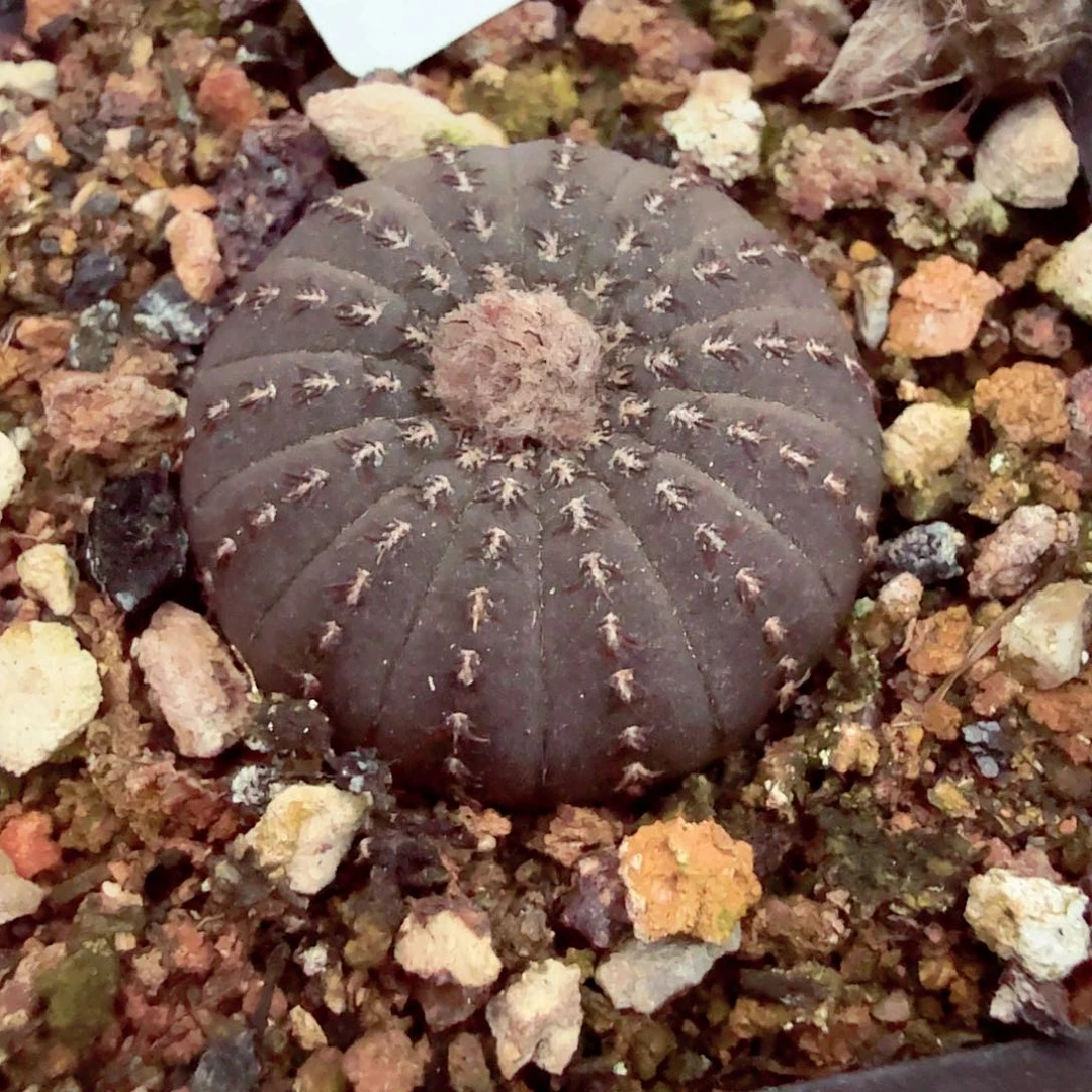 你要吃就不要258