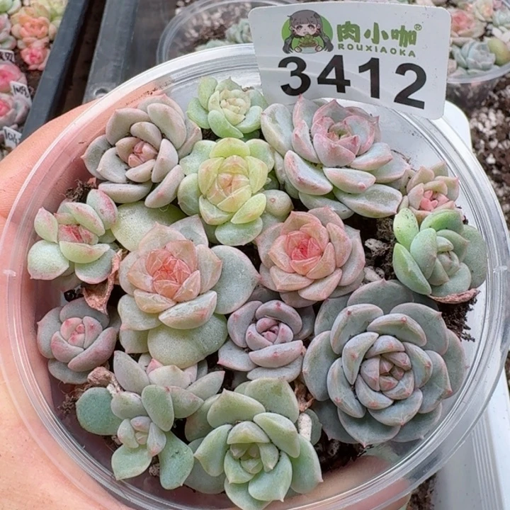 多肉植物多肉植物