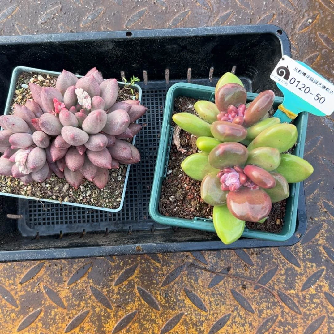 晓*?多肉一物一拍编号0120-50