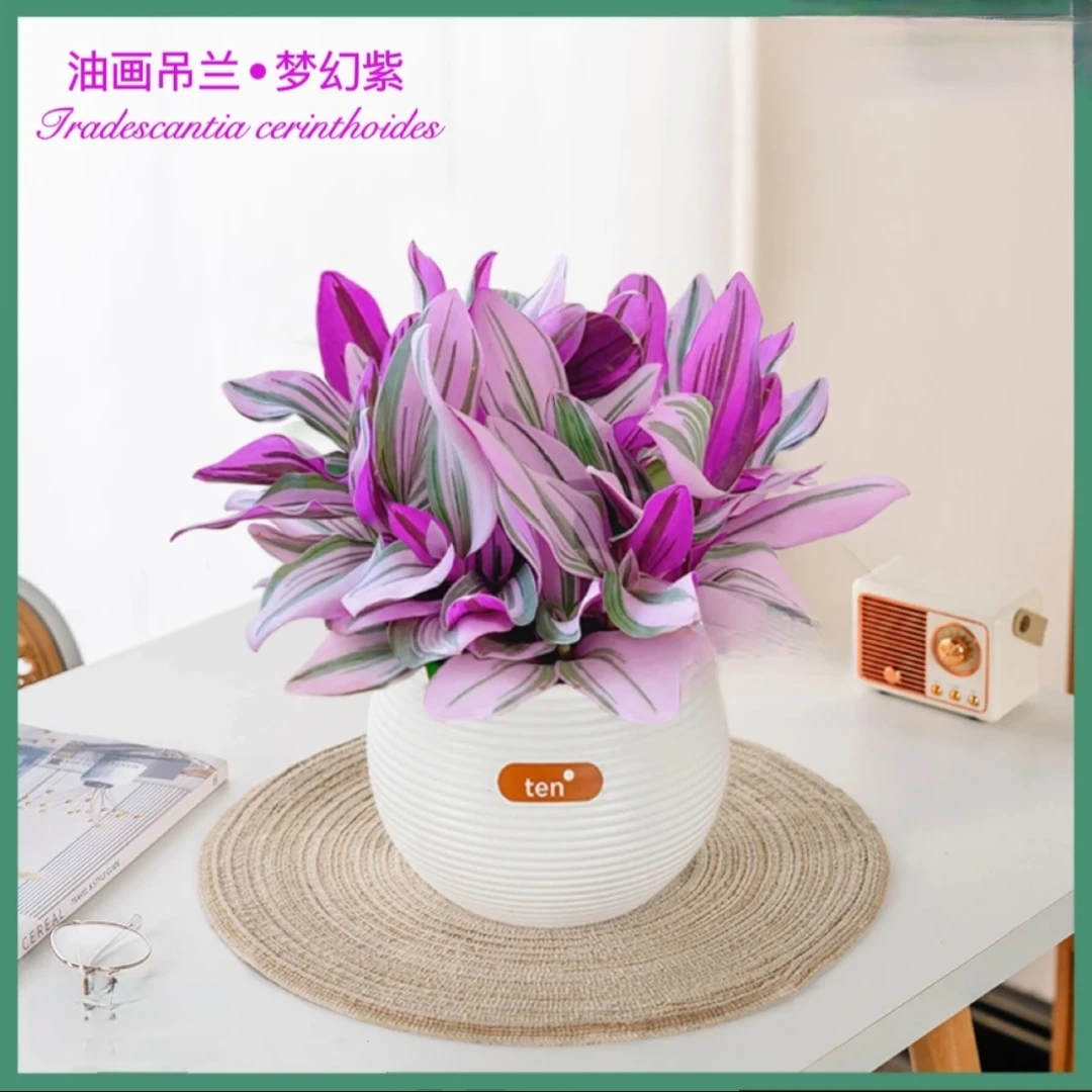 油画盆栽婚礼吊兰盆栽超好养活紫叶吊兰室内观叶耐阴植物