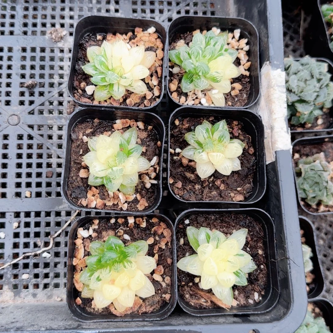 红楼锦多肉植物一颗