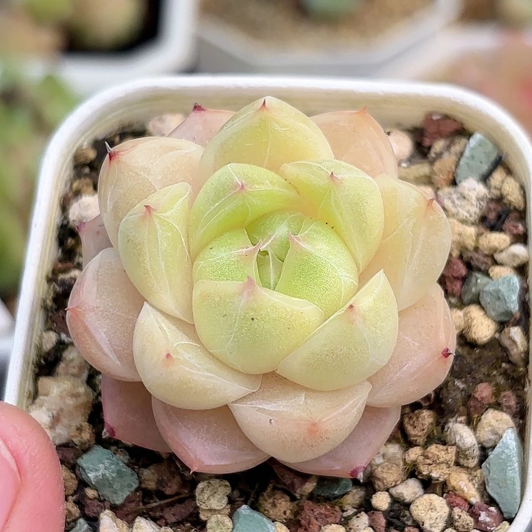 e**j99 脱土发 凑满12.8发货 新疆西藏内蒙不发货