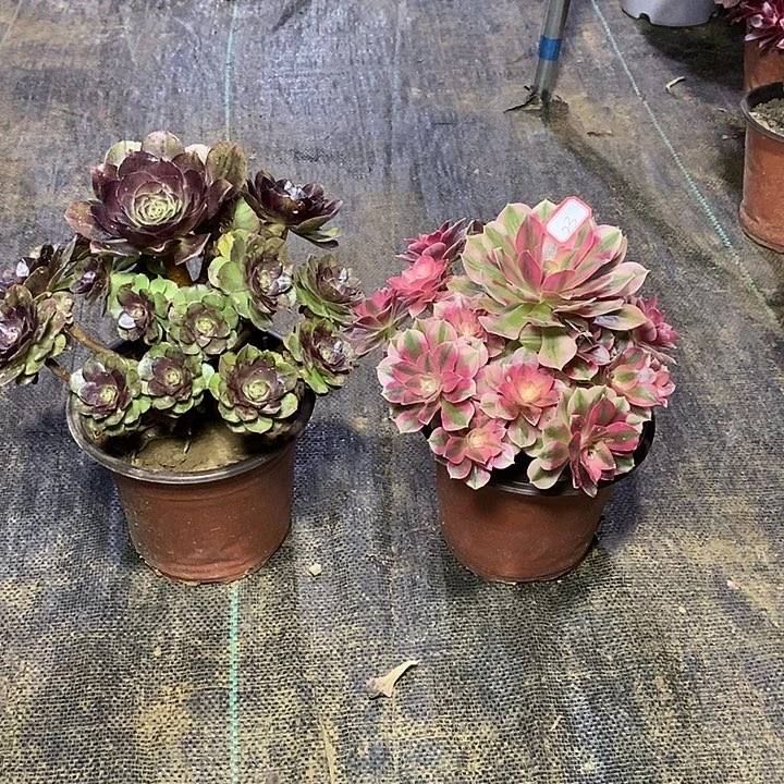 23，2棵13578899999