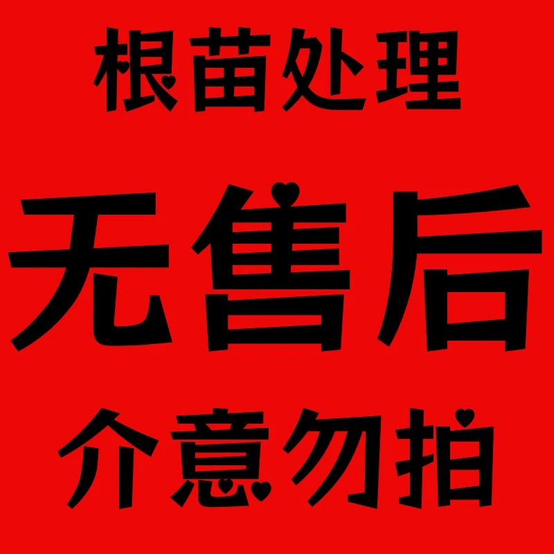 A【传统大菊】根苗处理无售后，介意勿拍！