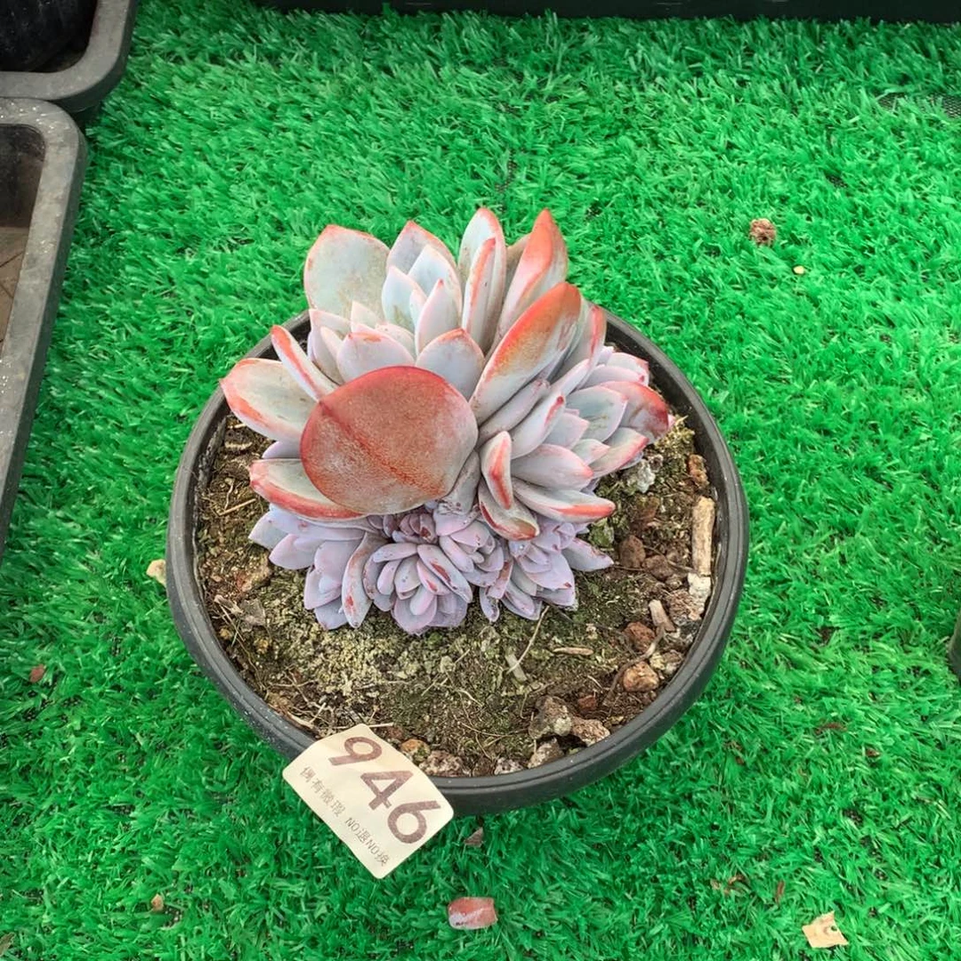 946奶茶多肉植物！！！！