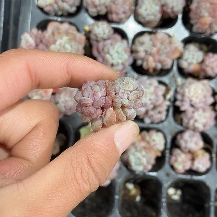 双头石化星星城满9.9包邮