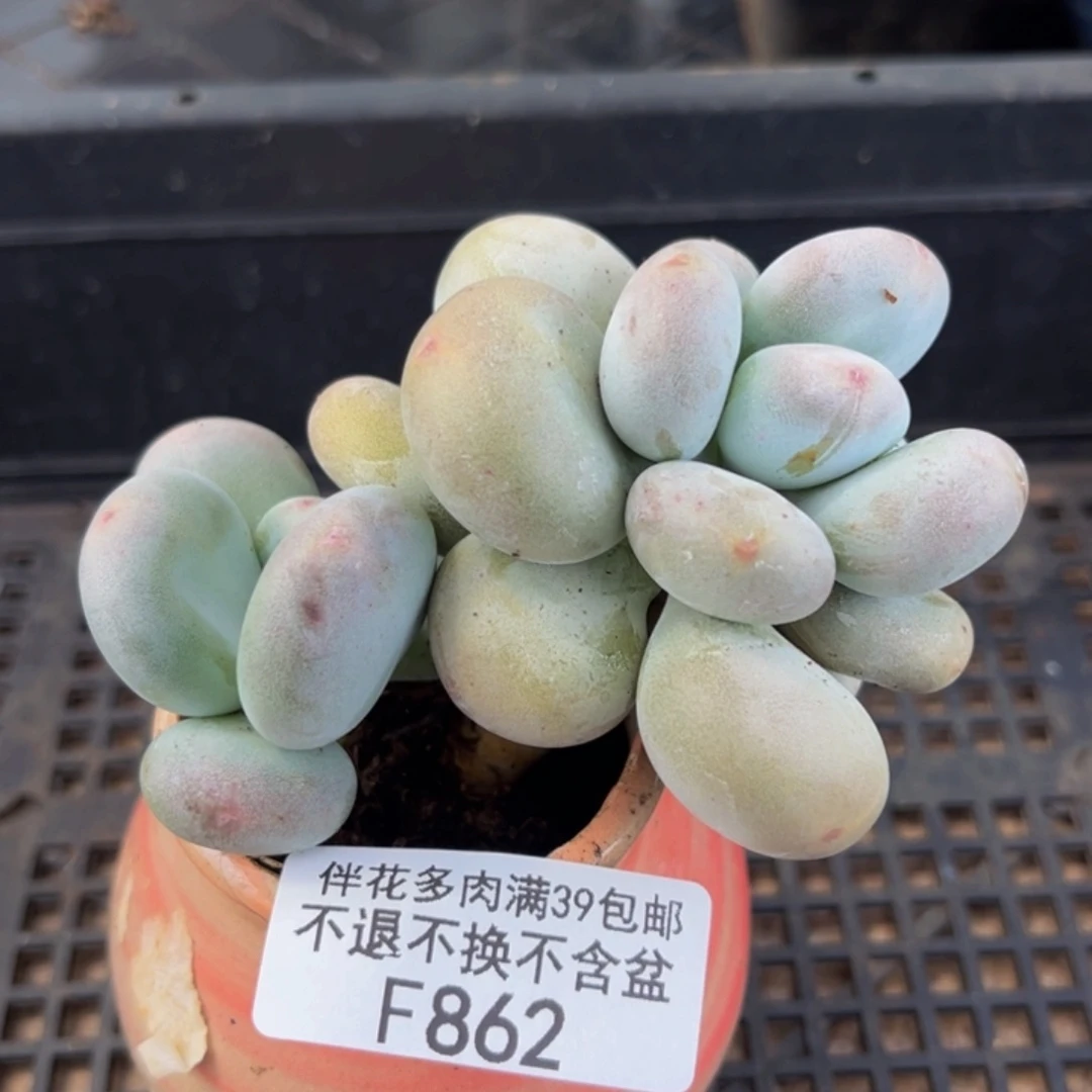 862-黄金大叶奶酪多肉6cm