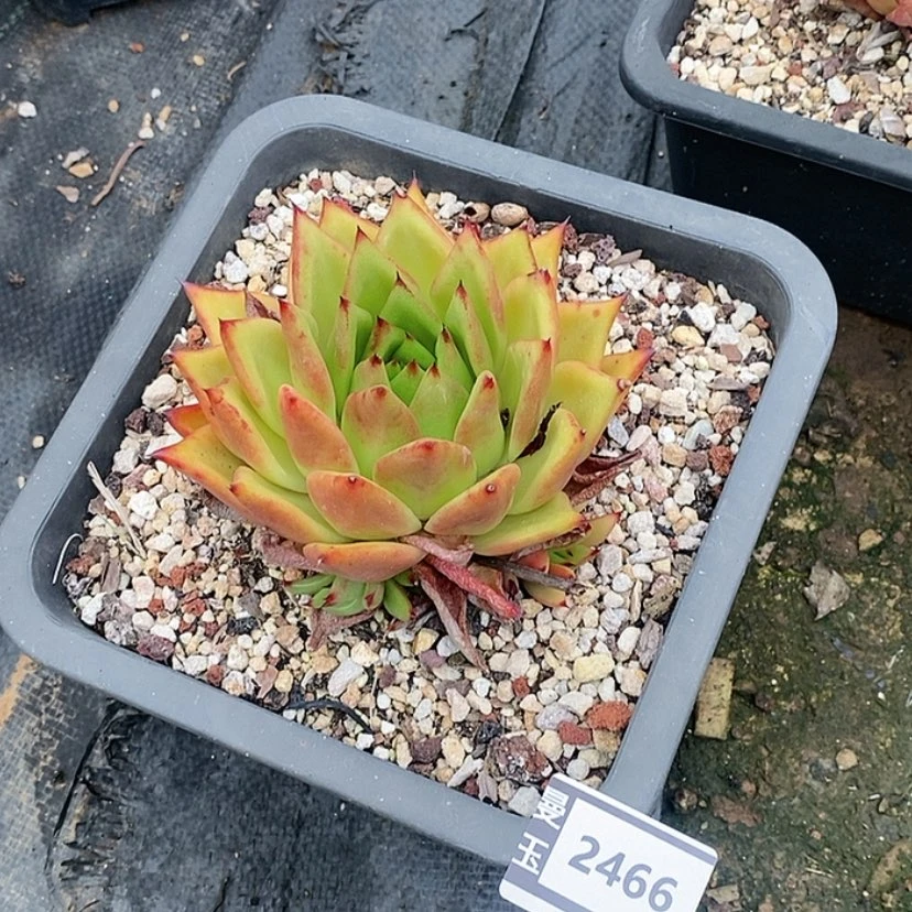 【闪购商品】橙乌木2466