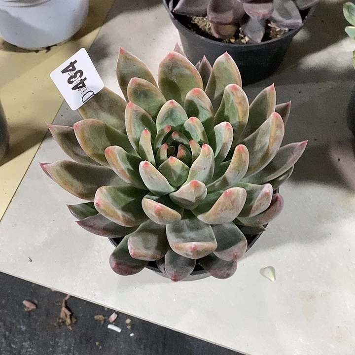 花***）434圣徒多肉植物多肉