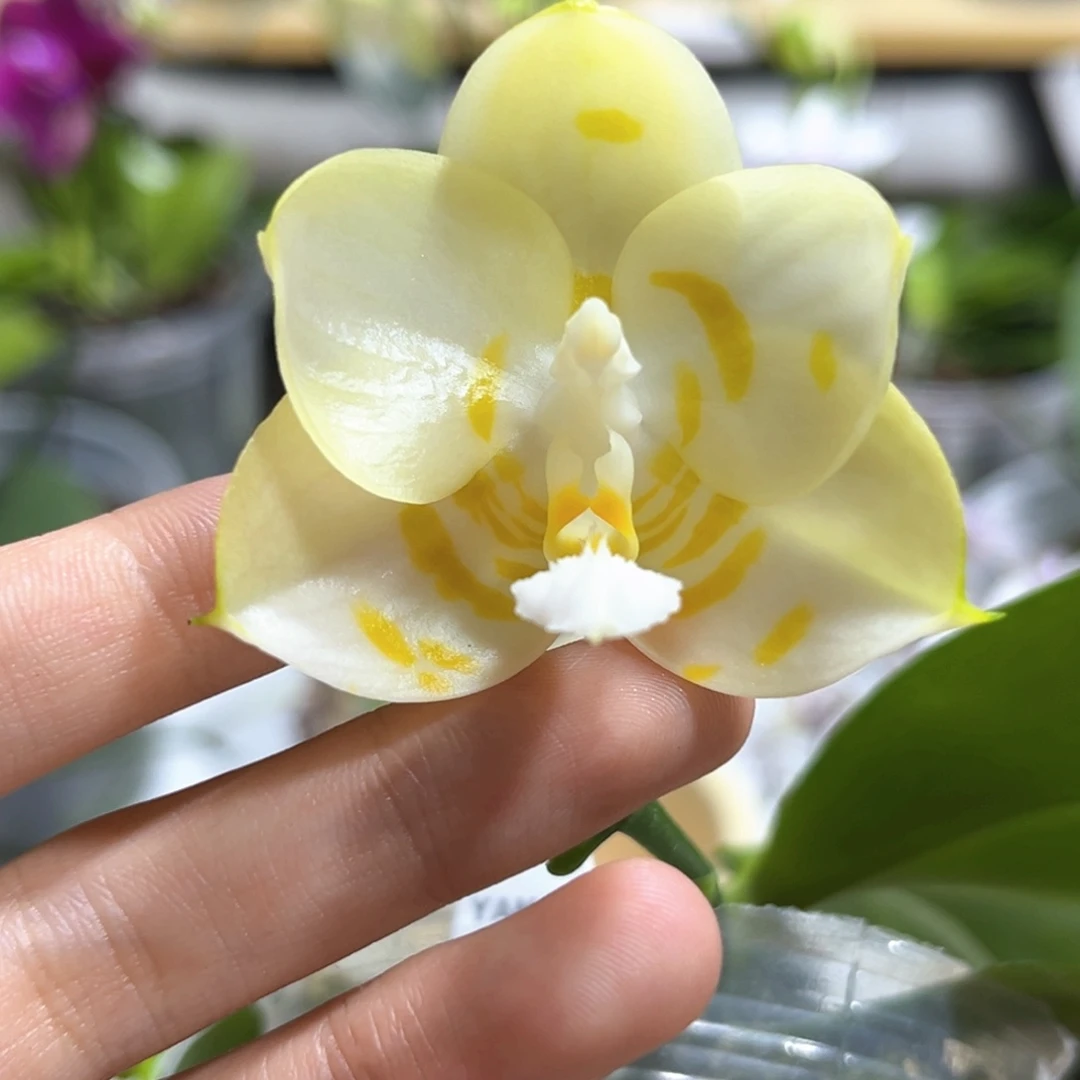 完全开放2.5寸雅风情歌开花株