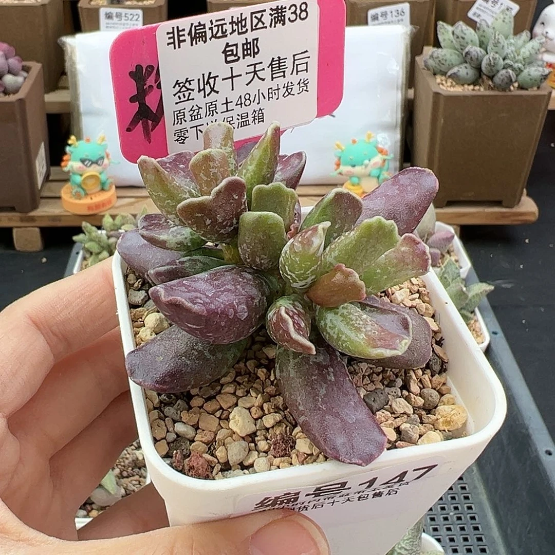 147紫库博多肉植物