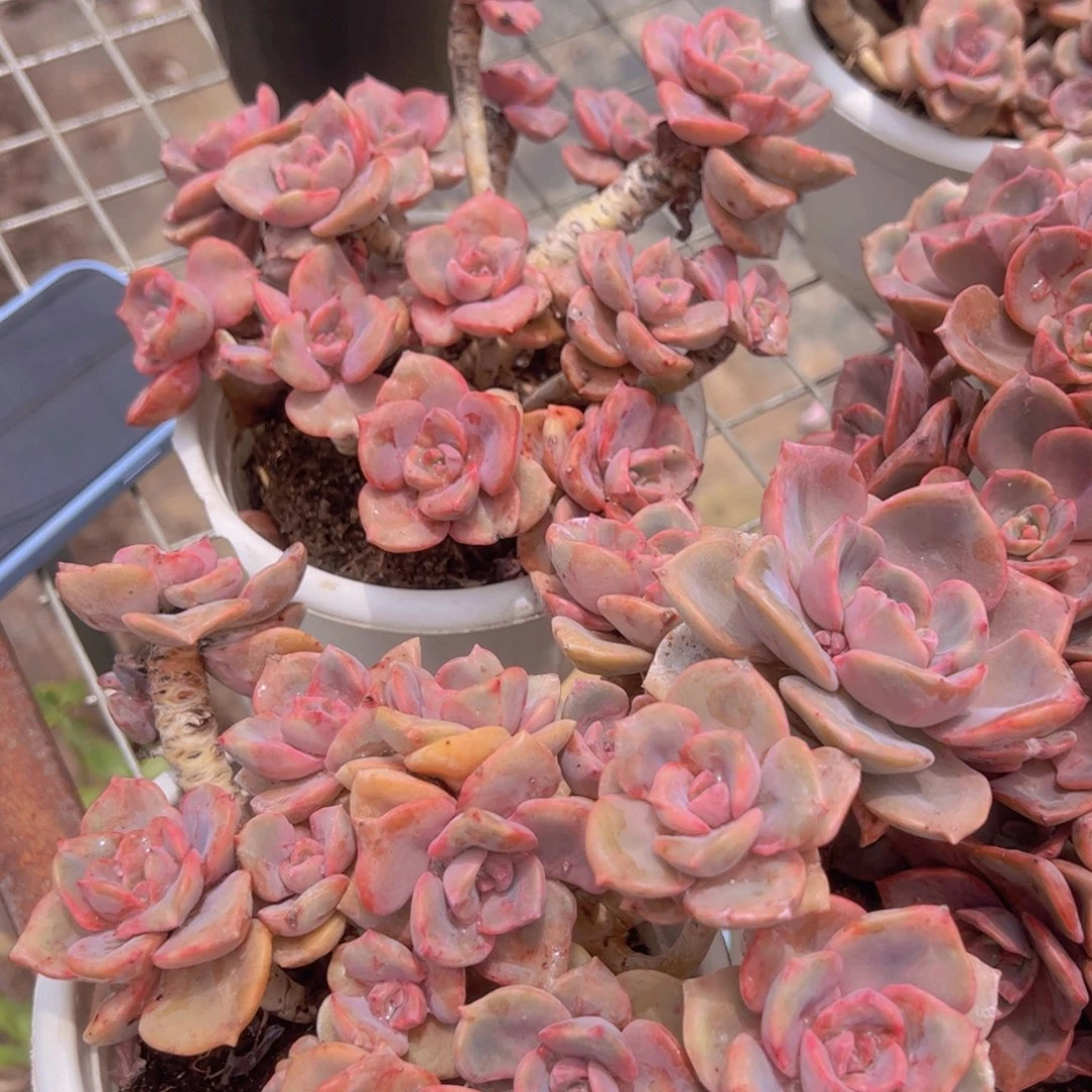 彩虹糖多头大盆老桩精品