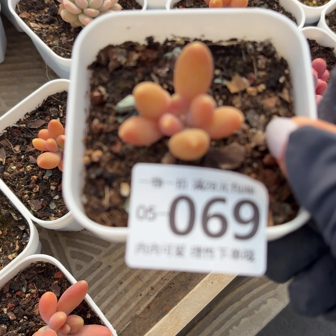 金蝉无盆土发货无