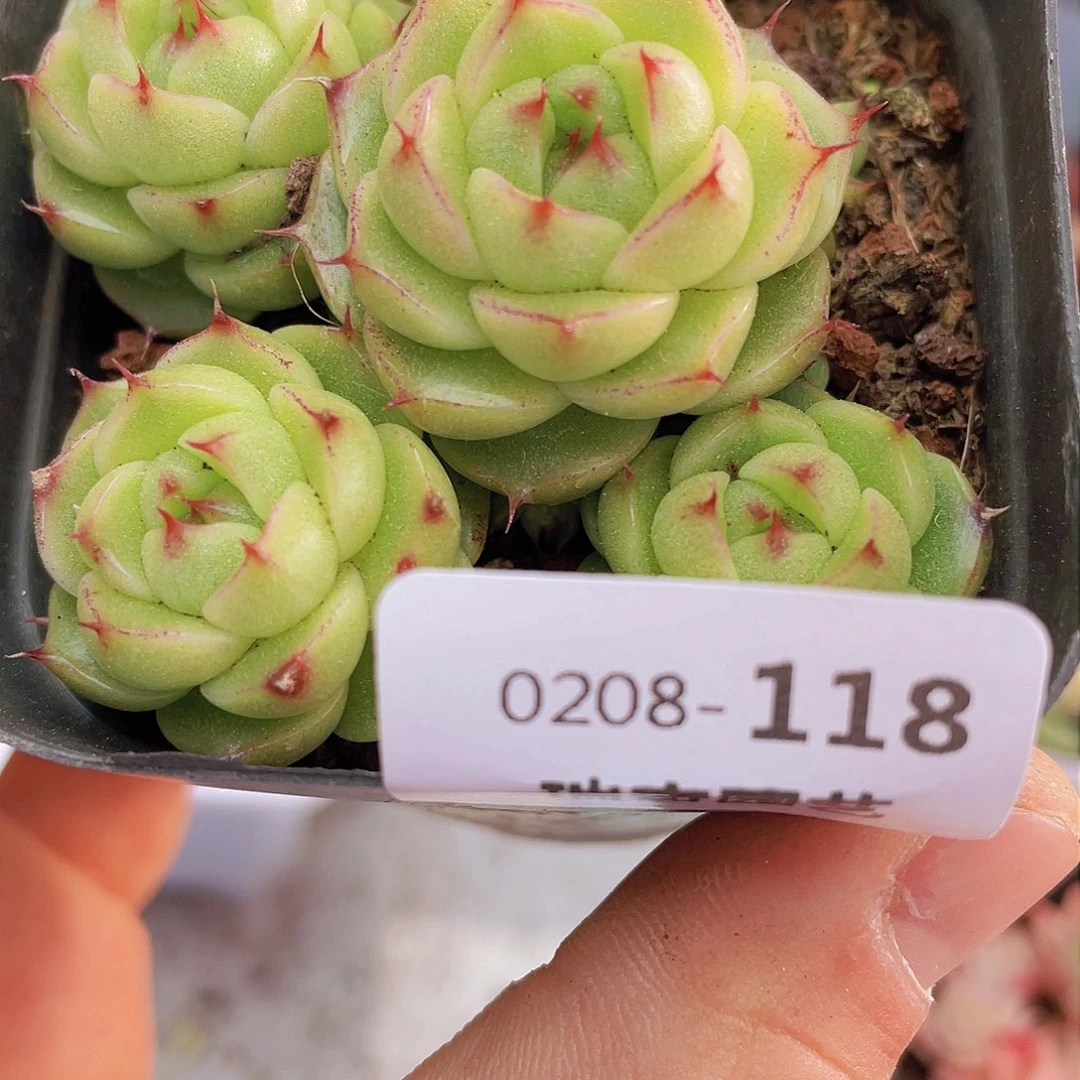 00000000000000118量拍