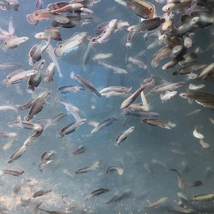 雷龙酒红雷龙鱼111111