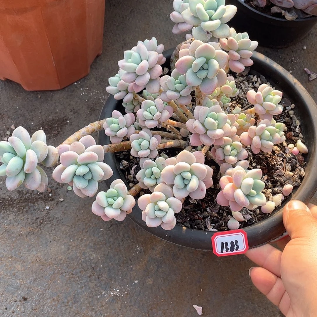 1383洛神一物一拍多肉