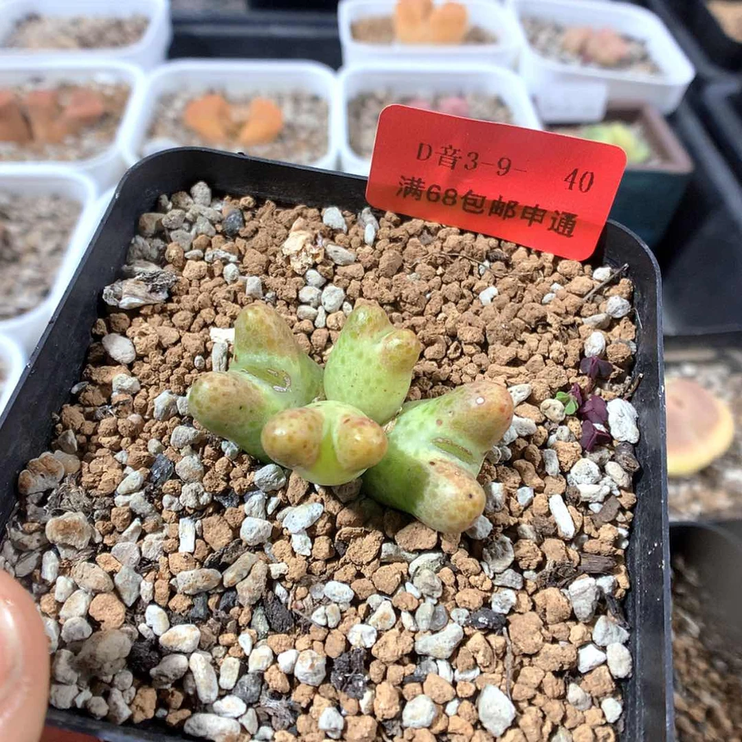 【闪购商品】3-9-40 斑马肉肉 40