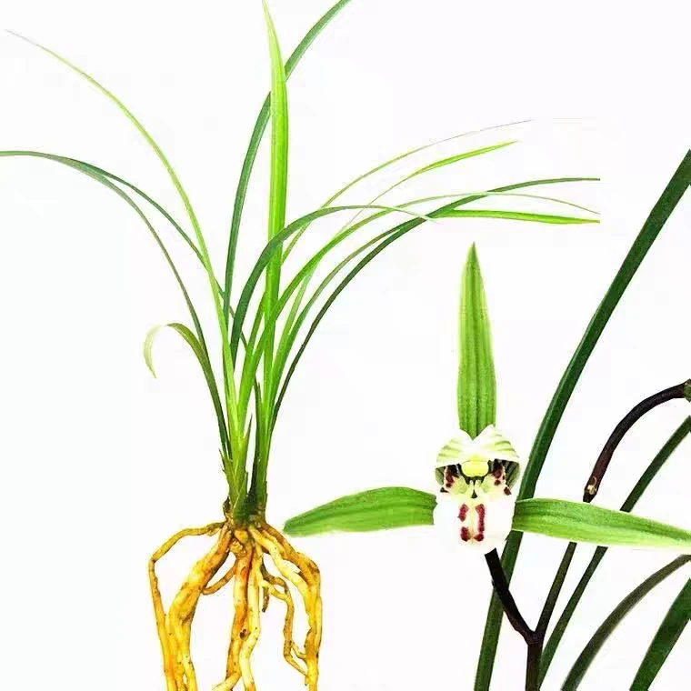 ￼兰花苗细叶寒兰国画之美浓香花中矮种室内花卉绿植盆栽冬季带花