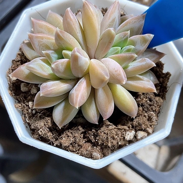 买*多肉植物慕斯美人798