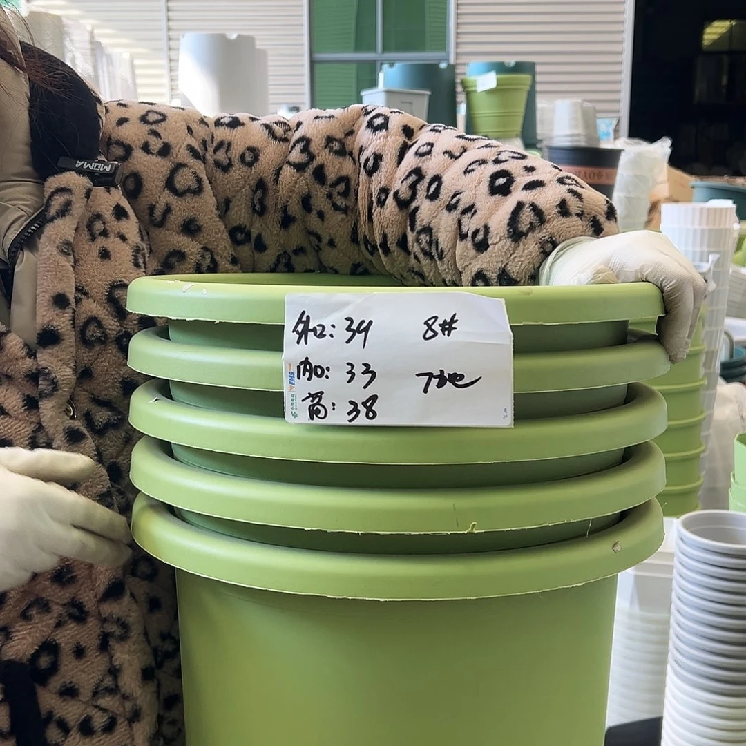 四季盆8#果绿5个无托