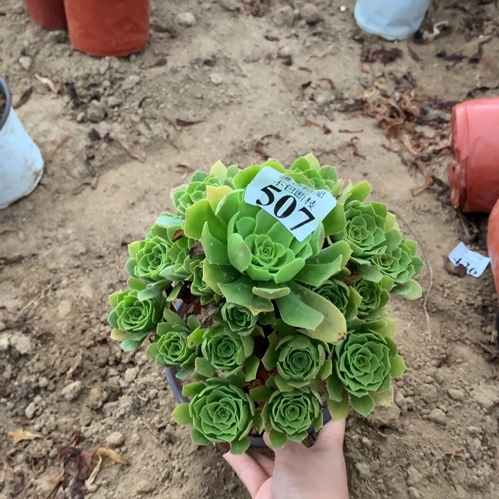 507绿玫瑰手捧3号热议