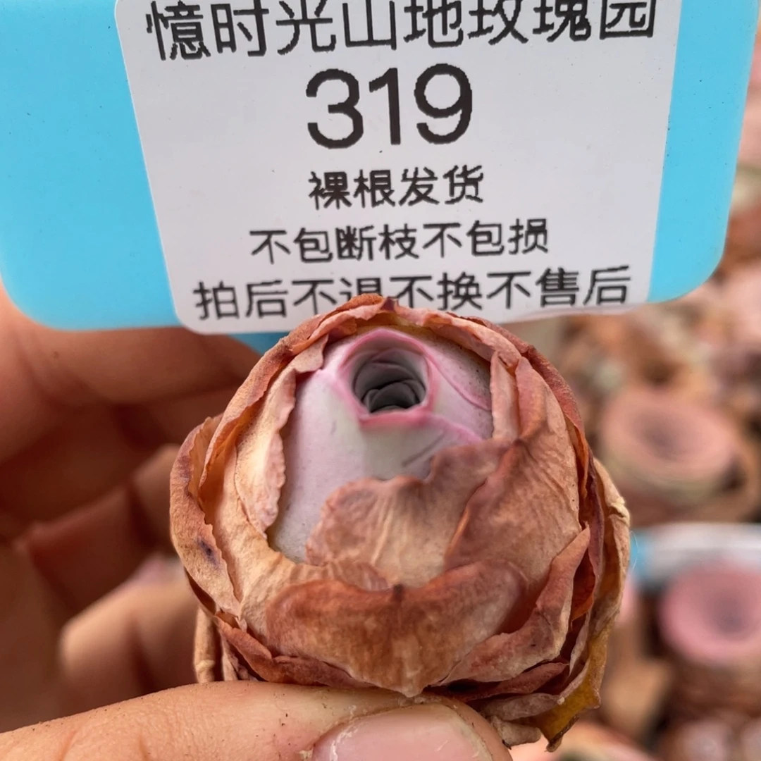山地玫瑰319裸根发货不售后
