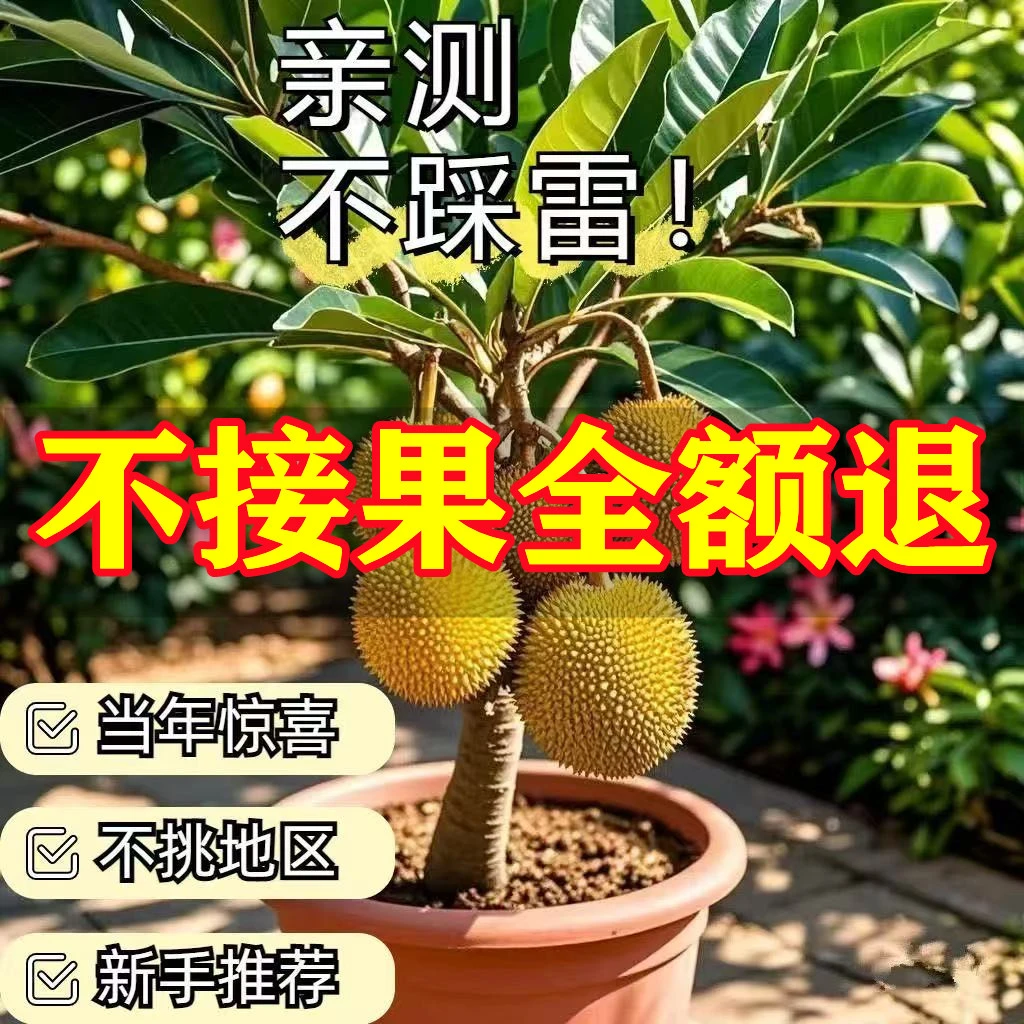 榴莲泰国金枕猫山王盆栽地栽庭院南北方耐寒带土带叶