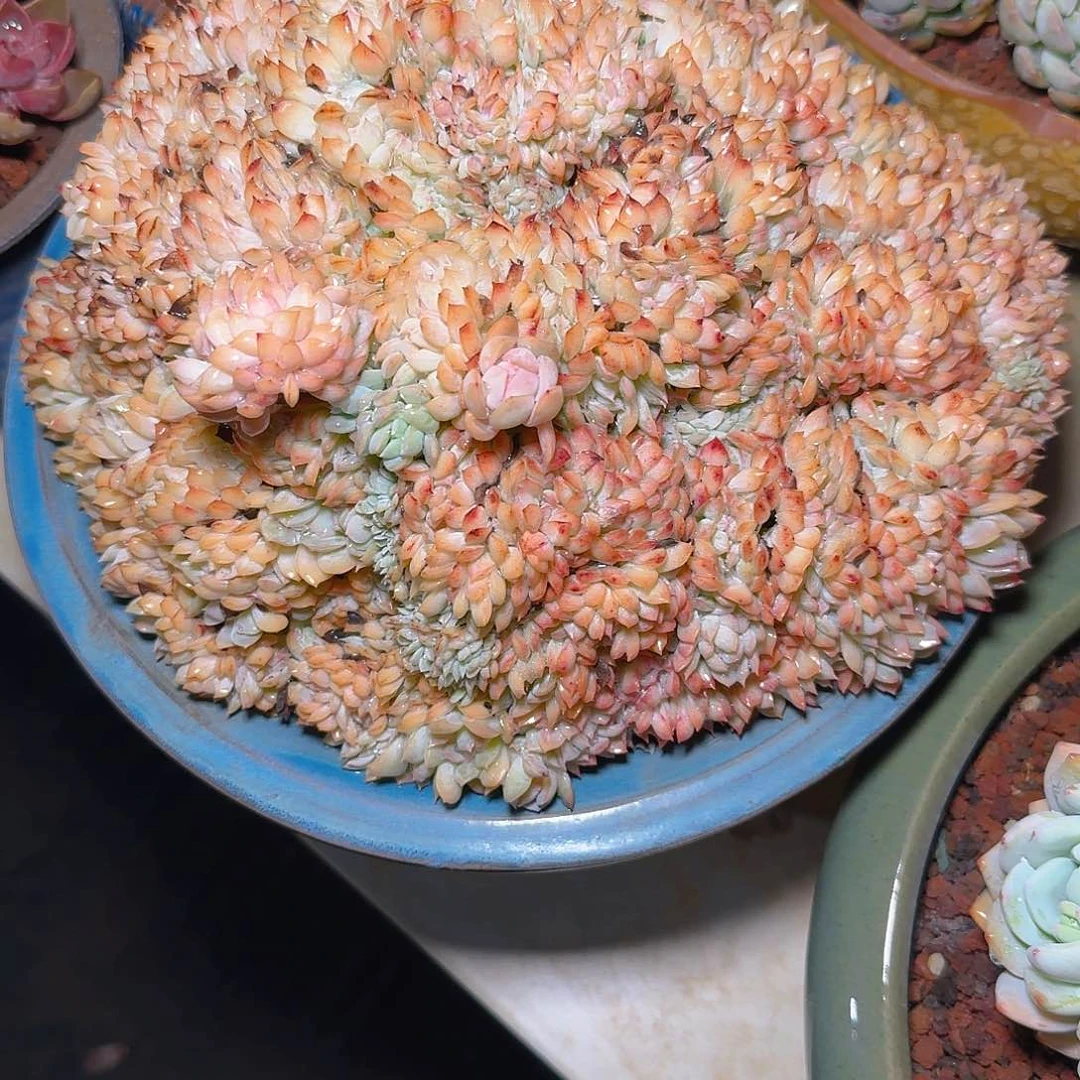 多肉植物不带盆发货