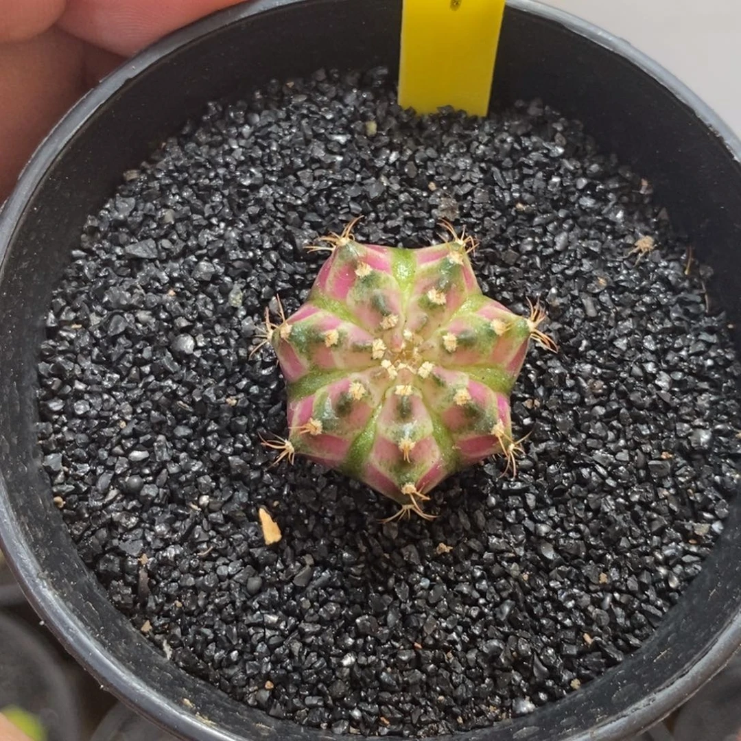 实生海神—脱土发货13