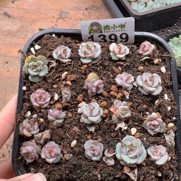 多肉植物多肉植物