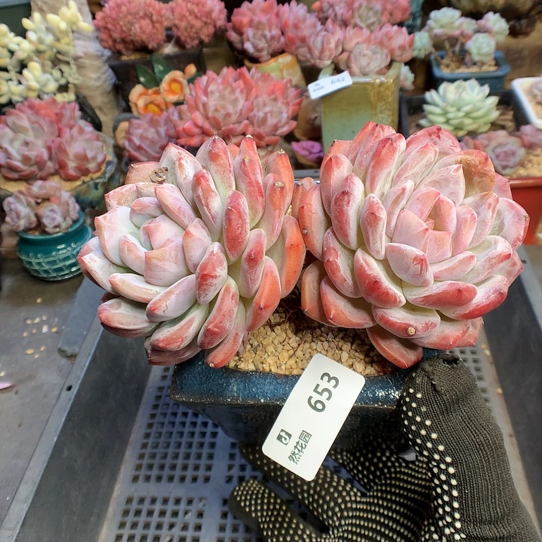 653梦露多肉植物666