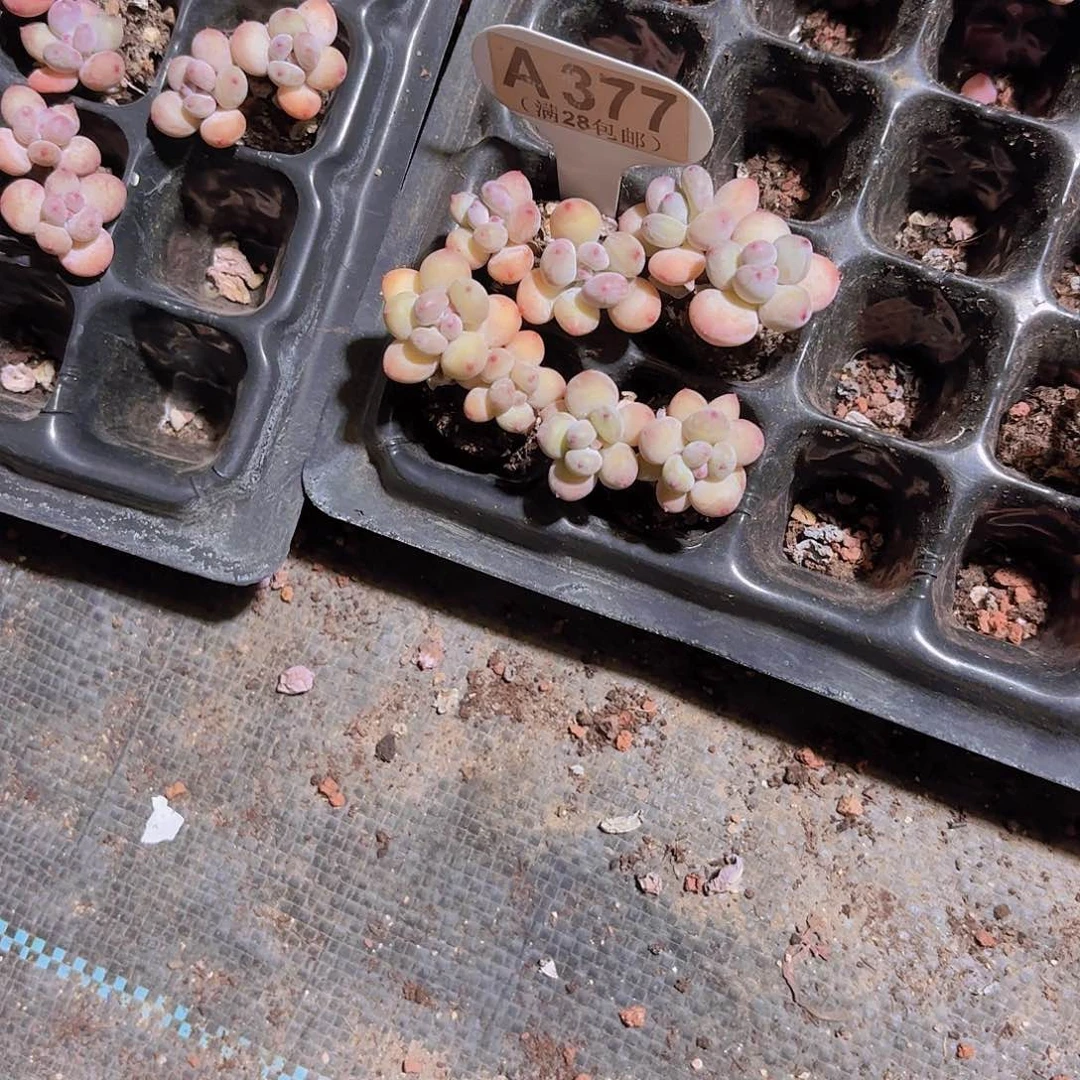 热***猫A377四颗一物一拍