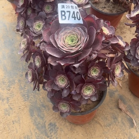 740枚金玫瑰不包断枝